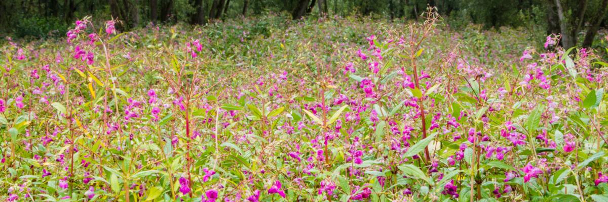 Himalayan balsam