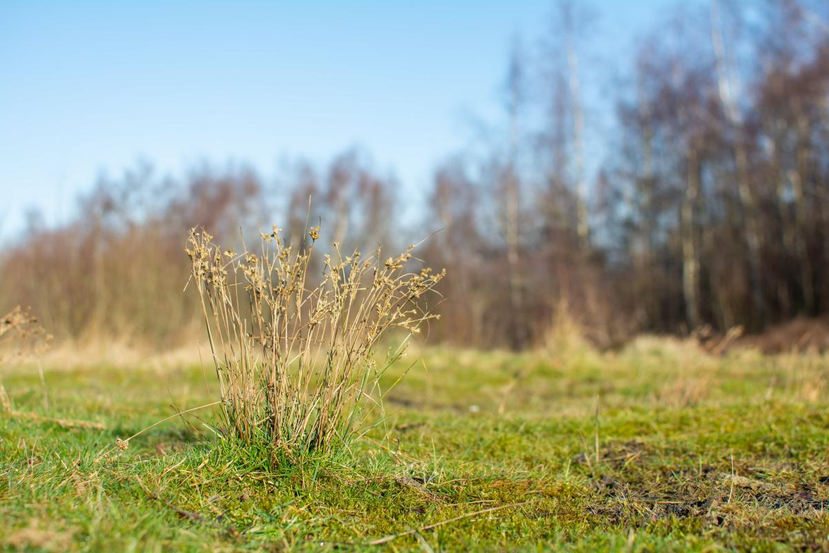 Grassland