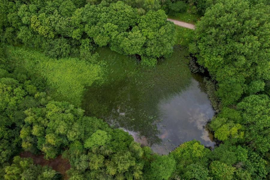 Outwood ponds