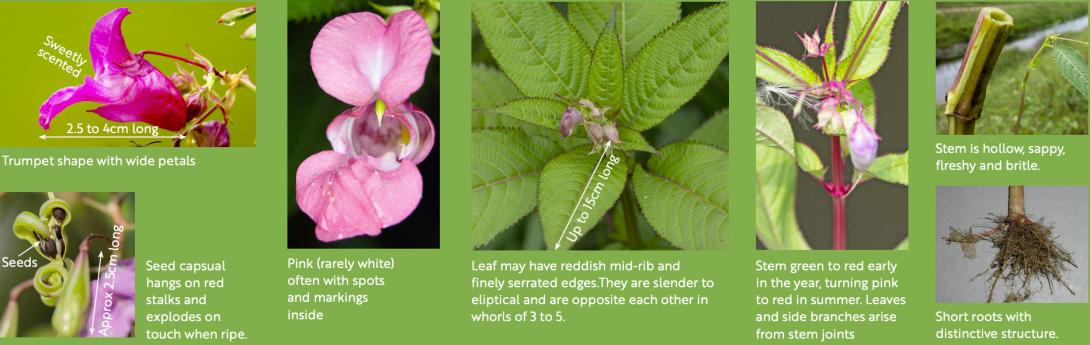 How to identify Himalayan Balsam