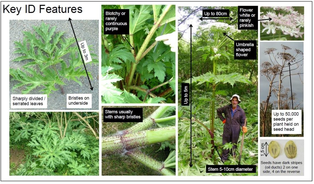 Giant Hogweed identfication