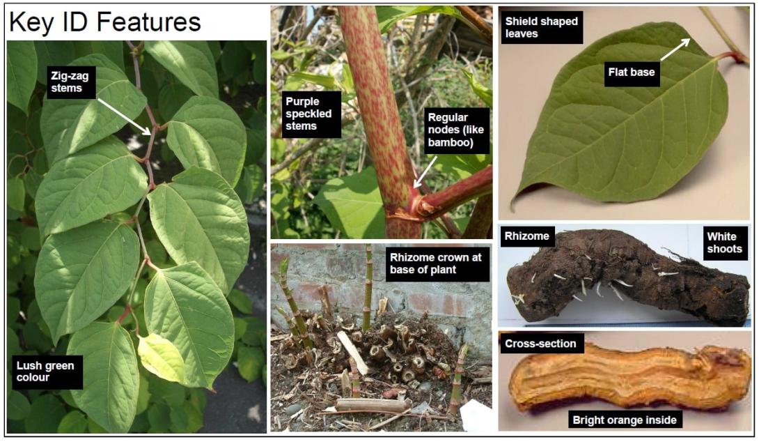 Japanese Knotweed Identification